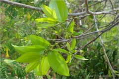 Ziziphus glabrata